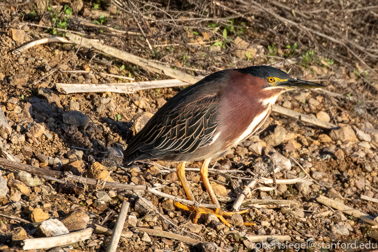 emily renzel wetlands